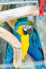 portrait of a parrot in a zoo