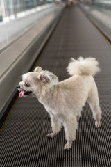 Dog travel on travolator for journey at station