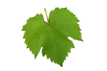 Grape fresh leaf closeup