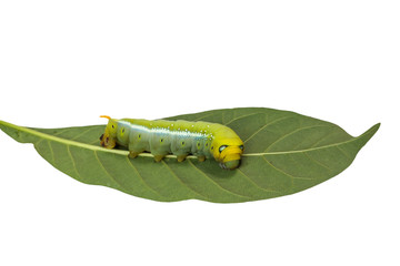 Caterpillar is a cute colorful worm and hold on the leaf on white background.