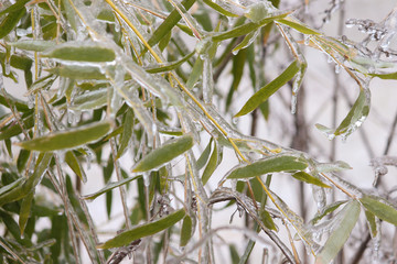 Ice over leaves