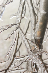 iced over branches