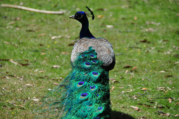 Obraz premium Peacock close up
