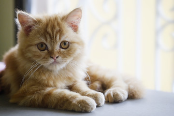 Selective baby Persian cat.