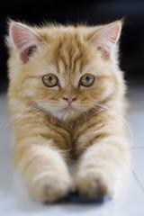 Selective baby Persian cat.