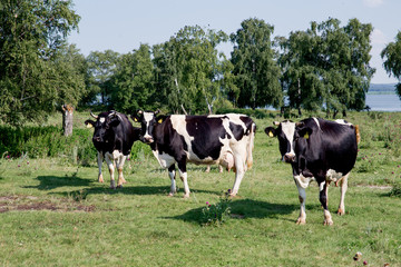 a Herd of cows at summer green field pasture