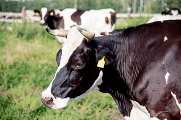 a Herd of cows at summer green field pasture