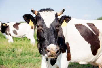 a Herd of cows at summer green field pasture