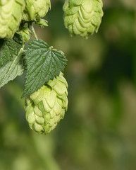 Green fresh hops in the field close-up. Beer production