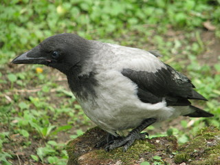 bird on the fence