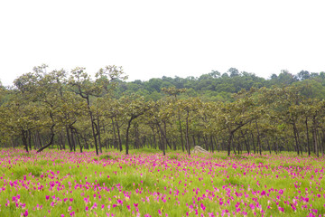 Landscape Dok krachiao blooming or Siam-Tulip festival Chaiyaphum in Thailand.