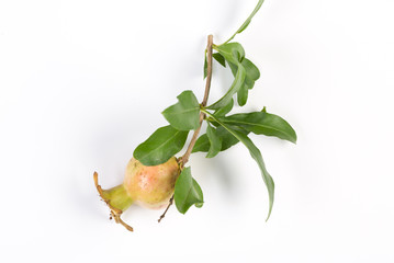 Pomegranate fruit on a white background