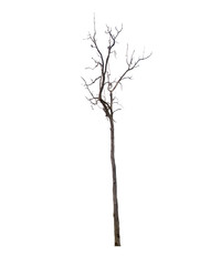 Dead tree isolated on white background Suitable for use.