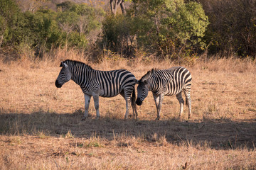 Zebra in Zambezi Private Game Reserve, Zimbabwe