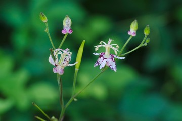 Tricyrtis macropoda (Yama-hototogisu)
