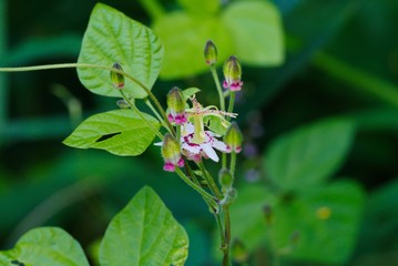 Tricyrtis macropoda (Yama-hototogisu)
