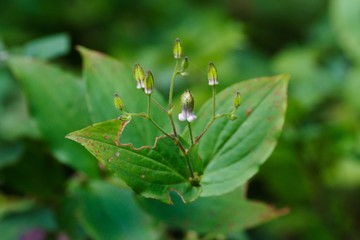Fototapeta premium Tricyrtis macropoda (Yama-hototogisu) 