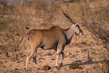 Eland in Zambezi Private Game Reserve, Zimbabwe