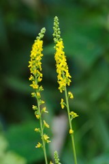 Agrimonia pilosa (Kin-mizuhiki)
