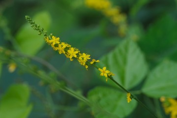 Agrimonia pilosa (Kin-mizuhiki)
