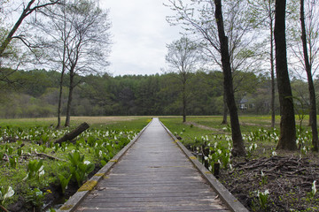 飯網高原大谷地湿原の水芭蕉の群生／長野県長野市