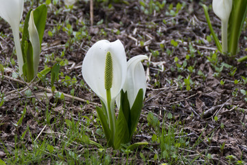 飯網高原大谷地湿原の水芭蕉の群生／長野県長野市