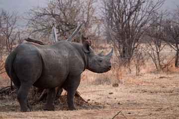 Rhinoceros in Zambezi Private Game Reserve, Zimbabwe