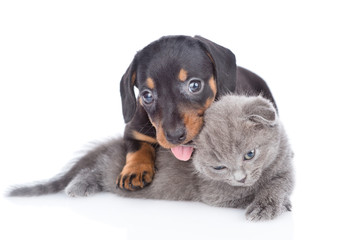 dachshund puppy licking kitten.  isolated on white background