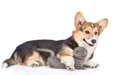 Pembroke Welsh Corgi puppy hugging tiny kitten. isolated on white background