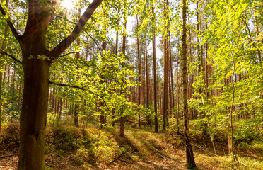 Kiefernwald in Deutschland, Abendstimmung