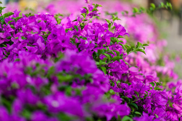 flower  garden  park  fresh  relax  