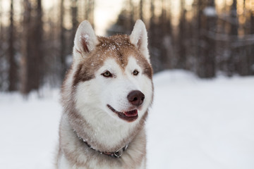 Close-up portrait of dog breed siberian Husky sitting on the snow in winter forest at sunset.