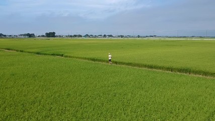 Drone shot of man running through green rice fields
