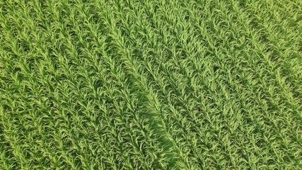 Drone shot of green rice fields