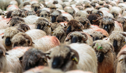 Flock of sheep in the road