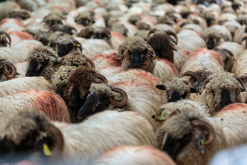 Flock of sheep in the road