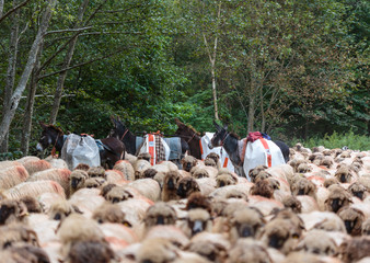 Mules and sheep