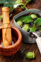 Natural herbs medicine,datura