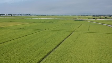 Drone shot of green rice fields