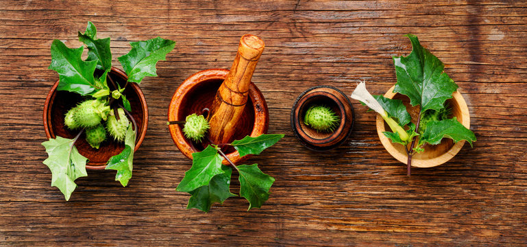 Natural herbs medicine,datura