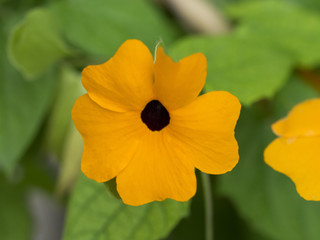 Thunbergia alata. La suzanne aux yeux noirs. Une plante grimpante ornementale d'origine tropicale au petites fleurs tubulaires de couleur blanc, jaune, orange et rougeoyante avec un coeur noir violet.