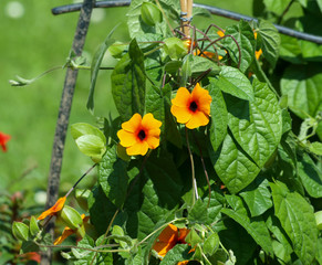 Obraz na płótnie Canvas Thunbergia alata. La suzanne aux yeux noirs. Une plante grimpante ornementale d'origine tropicale au petites fleurs tubulaires de couleur blanc, jaune, orange et rougeoyante avec un coeur noir violet.