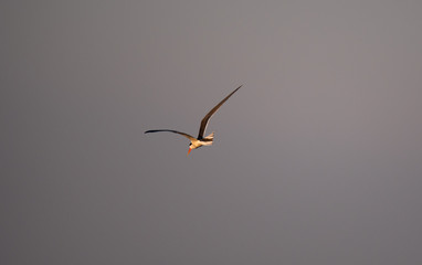 African Skimmer bird flying above Chobe River.