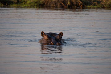 Fototapeta premium Hippos in Chobe River, Botswana