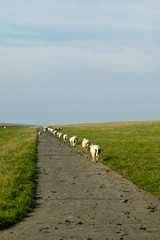 heimweg