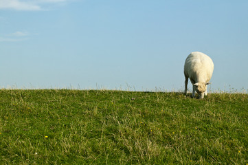horizontales schaf