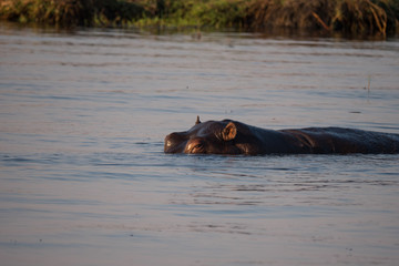 Hippos in Chobe River, Botswana