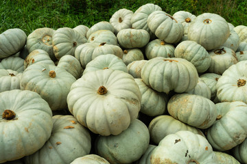graue Kürbisse Cucurbita maxima