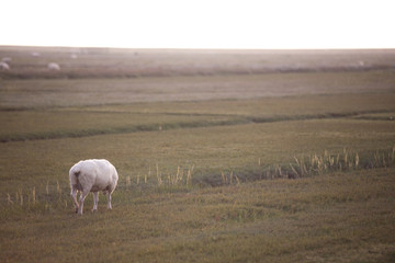 lonely sheep