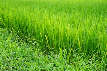 日本の田園風景